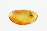 Fossil Parasitoid Wasp (Braconidae) In Baltic Amber #270606-1